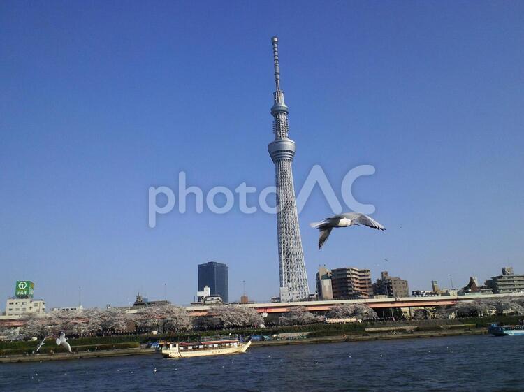 海鳥と東京スカイツリーと隅田川み浮かぶ屋形船 東京スカイツリー,海鳥,隅田川の写真素材