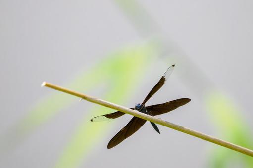 Butterfly Dragonfly⑴, JPG Butterfly Dragonfly⑴, JPG