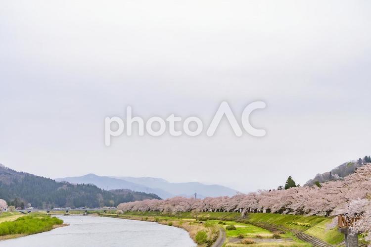 桧木内川堤の桜並木。日本、秋田 桜,ソメイヨシノ,桜並木の写真素材