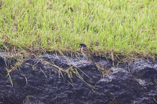 芝生にいるスズメ 芝生にいるスズメ 芝生,スズメ,鳥の写真素材