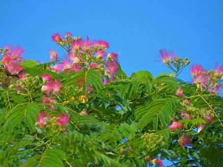 Nemuno tree flowers and blue sky 3, JPG Nemuno tree flowers and blue sky 3, JPG