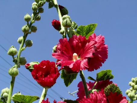 タチアオイ タチアオイ 自然,かわいい,タチアオイの写真素材