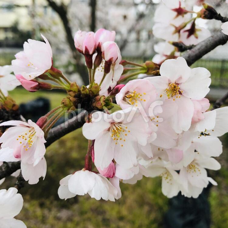さくら咲く 自然,花,葉の写真素材