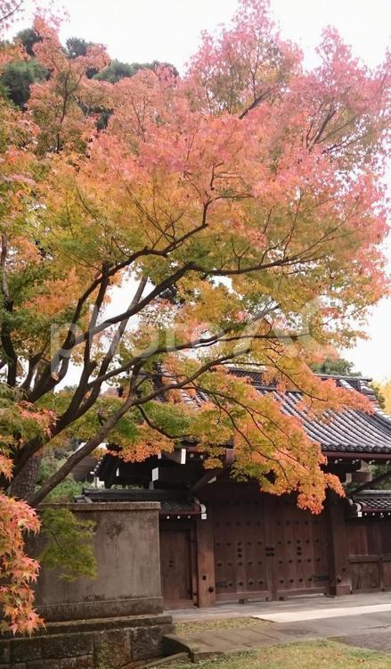秋の風景 紅葉,秋,赤の写真素材