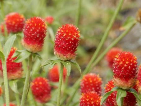 Photo, thousands of red, sennichiko, red, 