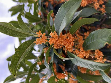 キンモクセイの写真 キンモクセイ,秋,緑の写真素材