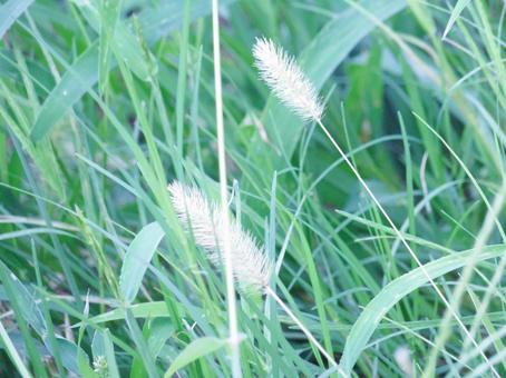 チガヤの草 チガヤの草の写真