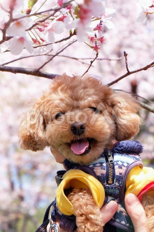 満開の桜と犬02 犬,小型犬,トイプードルの写真素材