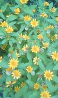 黄色の花 黄色の花の写真