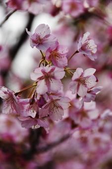 桜(河津桜・カワヅザクラ) 桜(河津桜・カワヅザクラ)の写真