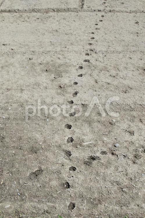 畑に転々と付いた動物の足跡 畑,足跡,動物の写真素材