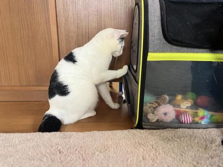 オモチャを取りたいオトちゃん オモチャを取りたいオトちゃん ねこ,かわいい,ペットの写真素材