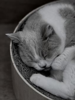 照片, 动物, 黑白, 活物, 