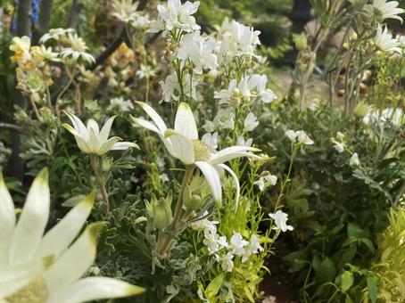 Gentle white flannel flowers and linaria, JPG Gentle white flannel flowers and linaria, JPG