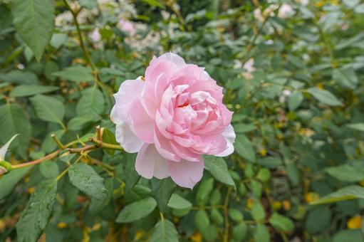 ピンクの秋ばら 秋ばら,秋バラ,秋薔薇の写真素材