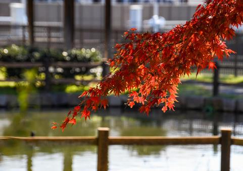 秋イメージ〜鮮やかに色づくモミジ 秋イメージ〜鮮やかに色づくモミジ 秋イメージ,紅葉,秋の写真素材