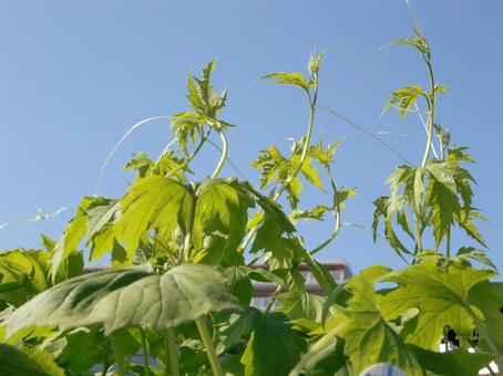 ゴーヤ-2 ゴーヤ,ツル,葉の写真素材