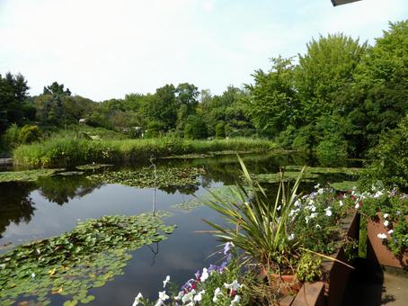 大船フラワーセンター・展示室から池を見る 池,水辺,水場の写真素材