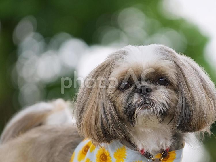 シーズーのポートレート 犬,シーズー,可愛い犬の写真素材