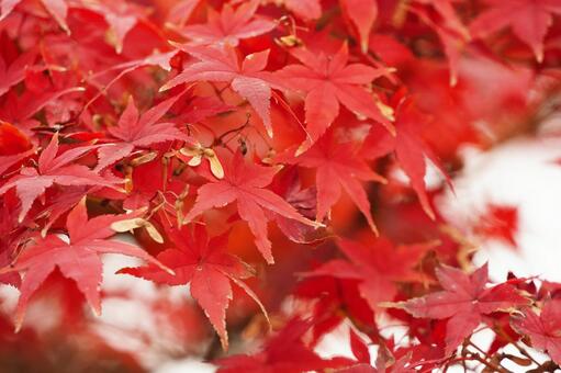 赤く紅葉したモミジ15 モミジ,紅葉,紅葉狩りの写真素材