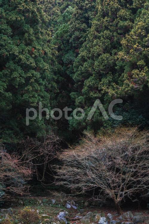 山中の樹木 山,山中,森の写真素材