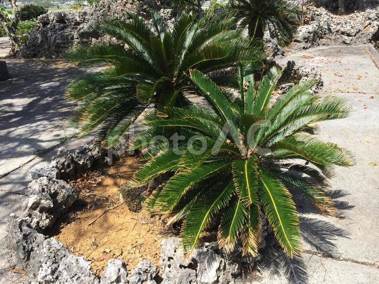 夏の強い日差しと濃い緑のソテツの葉 ソテツ,蘇鉄,裸子植物の写真素材