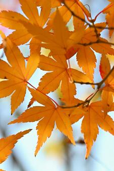 紅葉 紅葉,秋,葉の写真素材