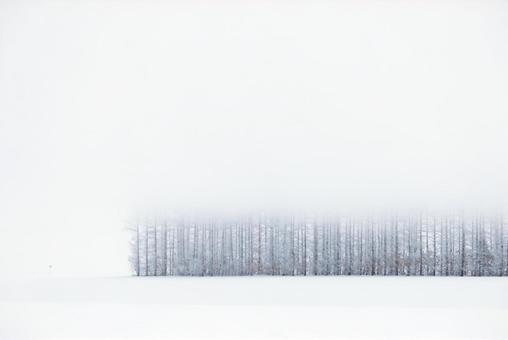 冬の防風林 冬の防風林,防風林,木の写真素材