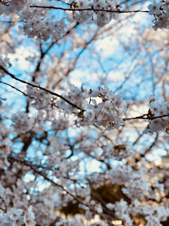 桜と空と 桜,4月,空の写真素材