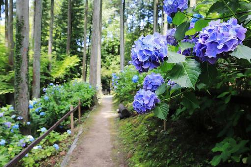 紫陽花(福岡県 呑山観音寺) 紫陽花(福岡県 呑山観音寺) 紫陽花,あじさい,花の写真素材