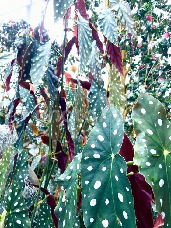 南国の植物 アジア,グリーン,シンガポールの写真素材