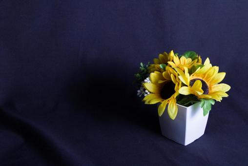 ひまわり 背景黒 ひまわり 背景黒 向日葵,ひまわり,花の写真素材