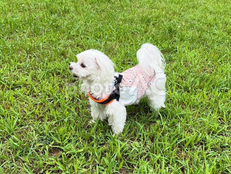 犬の散歩 犬,マルチーズ,散歩の写真素材