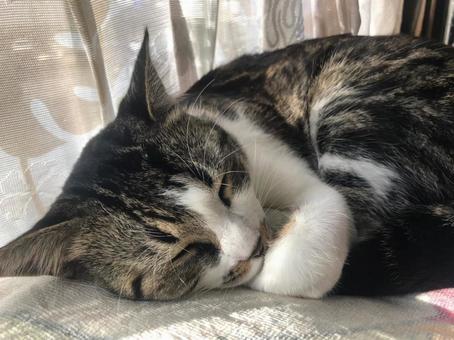 ねこ 昼寝 ねこ 昼寝の写真