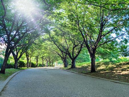 緑豊か 陽射しがさす公園の散歩道の風景 緑豊か 陽射しがさす公園の散歩道の風景 公園,緑,散歩道の写真素材