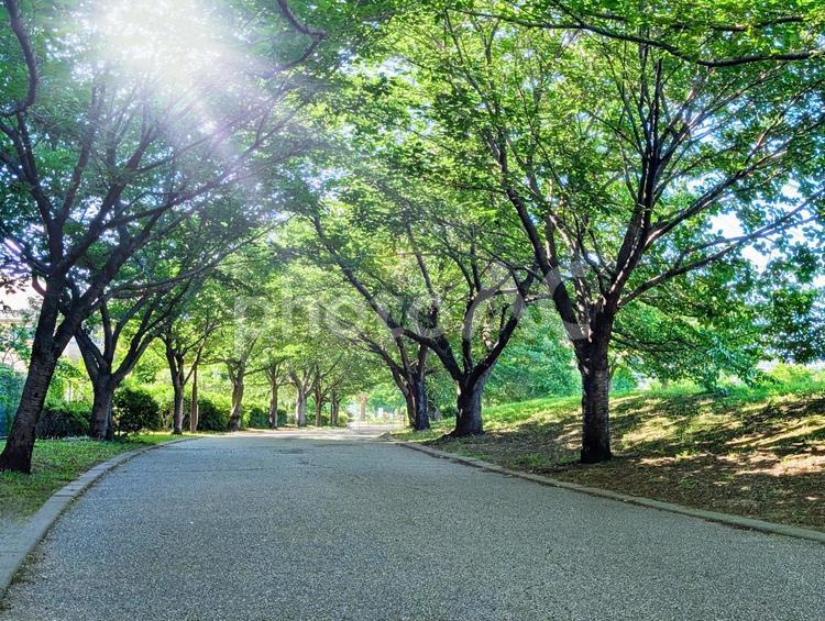 緑豊か　陽射しがさす公園の散歩道の風景 公園,緑,散歩道の写真素材