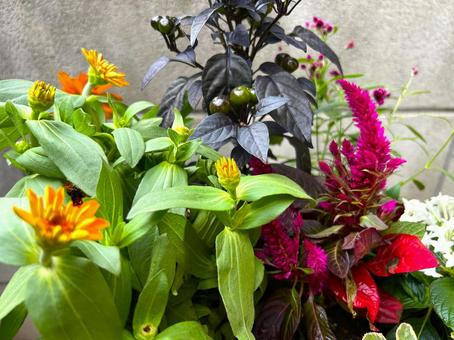 秋の寄せ植え 秋の寄せ植えの写真