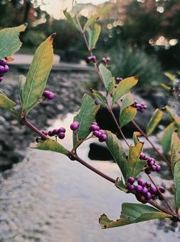 川辺の秋 自然,風景,景色の写真素材