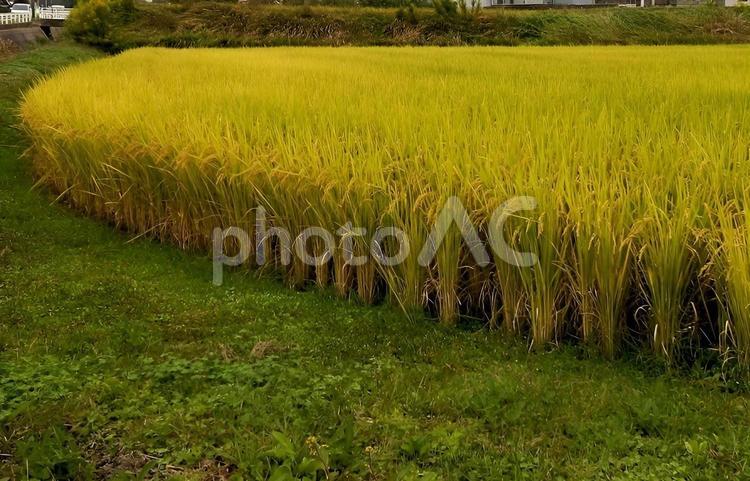 【風景写真】実りの秋 風景,自然,景色の写真素材