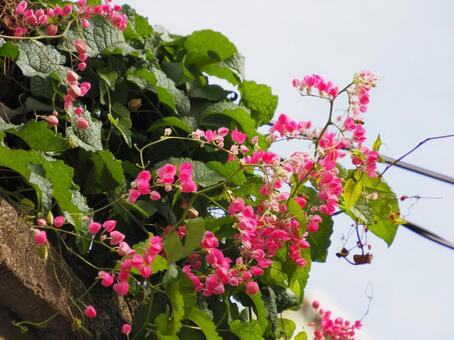 ニトベカズラ ニトベカズラ,新渡戸葛,アサヒガズラの写真素材