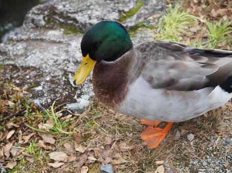 鴨 鴨,野鳥,自然の写真素材