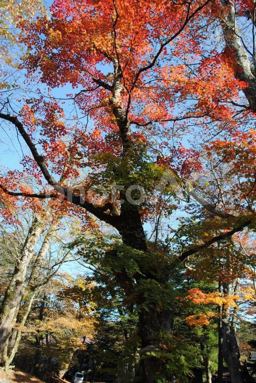 旧軽井沢諏訪神社の紅葉 軽井沢,長野県,旧軽井沢の写真素材