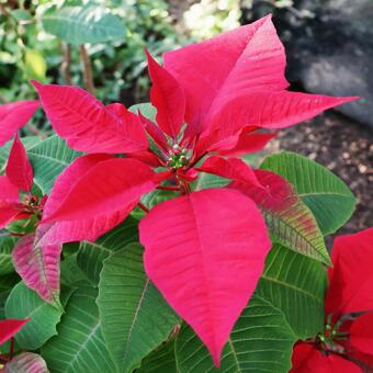 ポインセチア２（咲くやこの花館） ポインセチア,赤,葉の写真素材