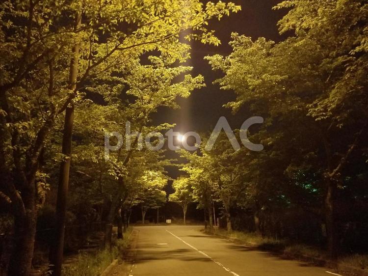 新緑の街路樹と光の幻想的夜景 夜景,新緑,光の写真素材