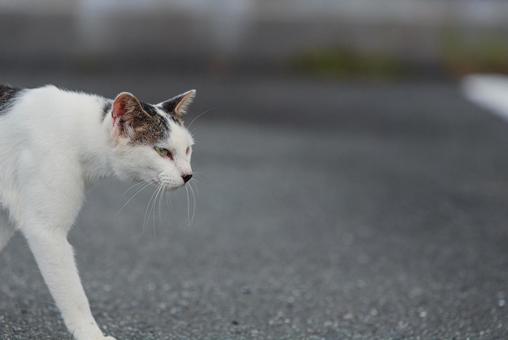 一点を見つめて歩く牛柄猫 一点を見つめて歩く牛柄猫 牛柄猫,cawcat,ハチワレ猫の写真素材