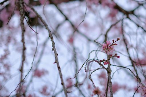 枝垂れ桜 枝垂れ桜の写真