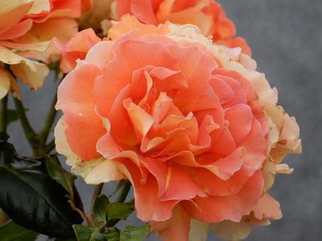 【薔薇の写真】バラの花 【薔薇の写真】バラの花の写真
