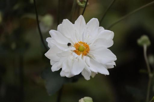 白い虫のとまるシュウメイギクの花のアップ 白い,虫,とまるの写真素材