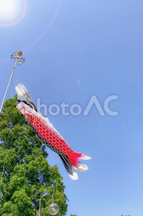 鯉のぼりと青空と日差し、縦画像 鯉のぼり,子供の日,太陽の写真素材