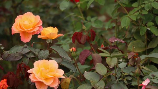 雨上がりの秋バラに恋しての写真
